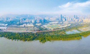 深圳市高质量推进湿地生态保护工作 率先打造人与自然和谐共生的美丽深圳